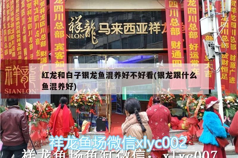 紅龍和白子銀龍魚混養好不好看(銀龍跟什么魚混養好) 紅龍和白子銀龍魚混養好不好看(銀龍跟什么魚混養好) 銀龍魚百科