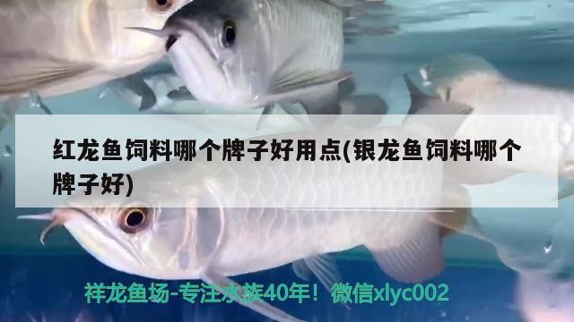 紅龍魚飼料哪個牌子好用點(銀龍魚飼料哪個牌子好) 紅龍魚飼料哪個牌子好用點(銀龍魚飼料哪個牌子好) 銀龍魚百科