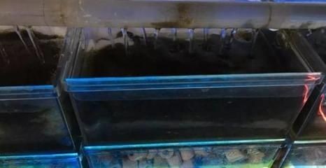 吃魚缸食物殘渣的魚：吃魚缸食物殘渣的魚時 吃魚缸食物殘渣的魚：吃魚缸食物殘渣的魚時 魚缸百科 第1張