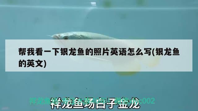 幫我看一下銀龍魚的照片英語怎么寫(銀龍魚的英文)