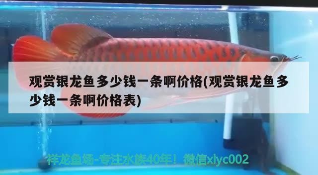 觀賞銀龍魚多少錢一條啊價格(觀賞銀龍魚多少錢一條啊價格表)