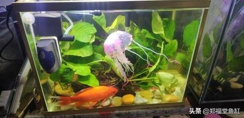 邊包底魚缸底膠如何處理:如何處理魚缸底膠 魚缸百科 第1張 邊包底魚缸底膠如何處理:如何處理魚缸底膠 邊包底魚缸底膠如何處理:如何處理魚缸底膠 魚缸百科 第1張