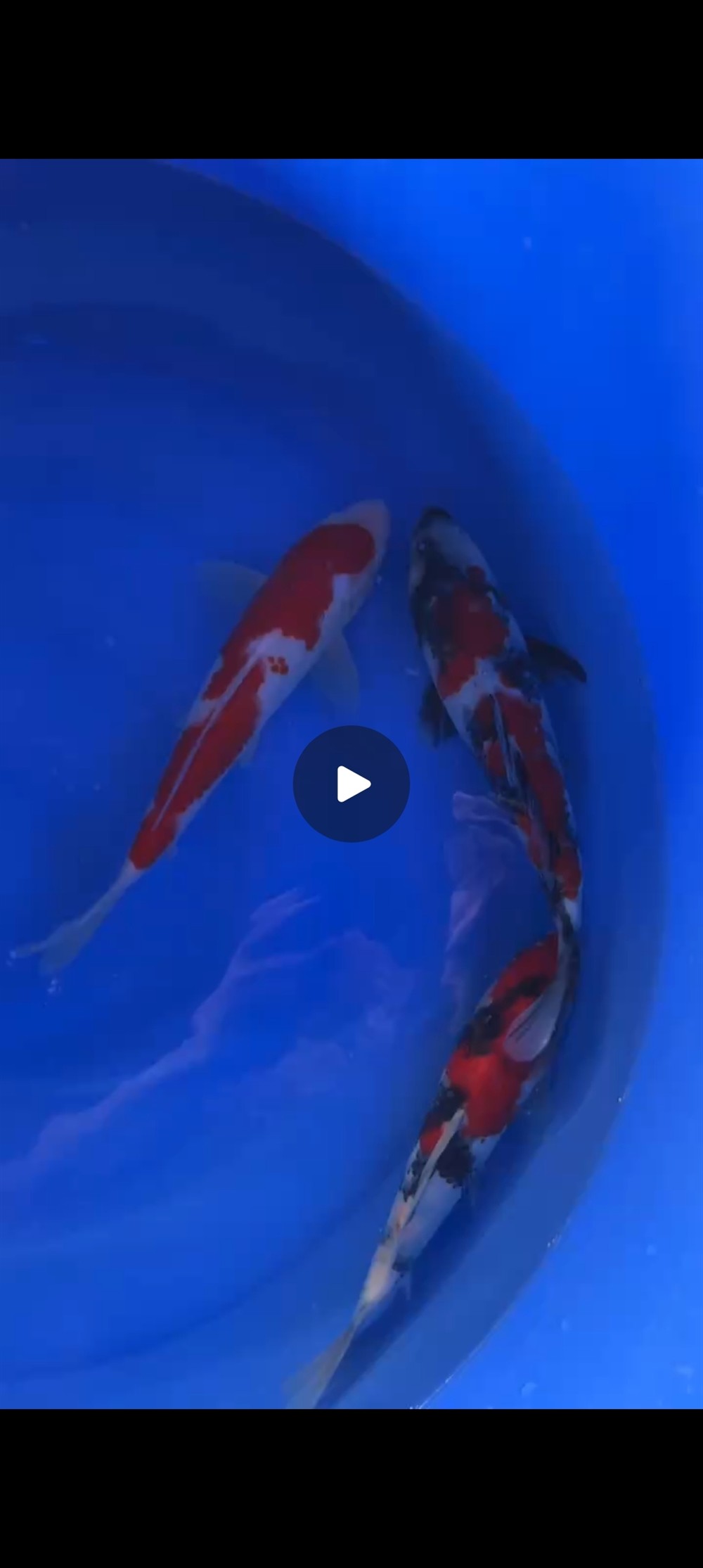 魚場(chǎng)選魚-視頻選魚-發(fā)貨-苦苦等待-到家-過溫-過水-入缸-大鹽-二氯一氣呵成！剩下的就靠你們自己了！