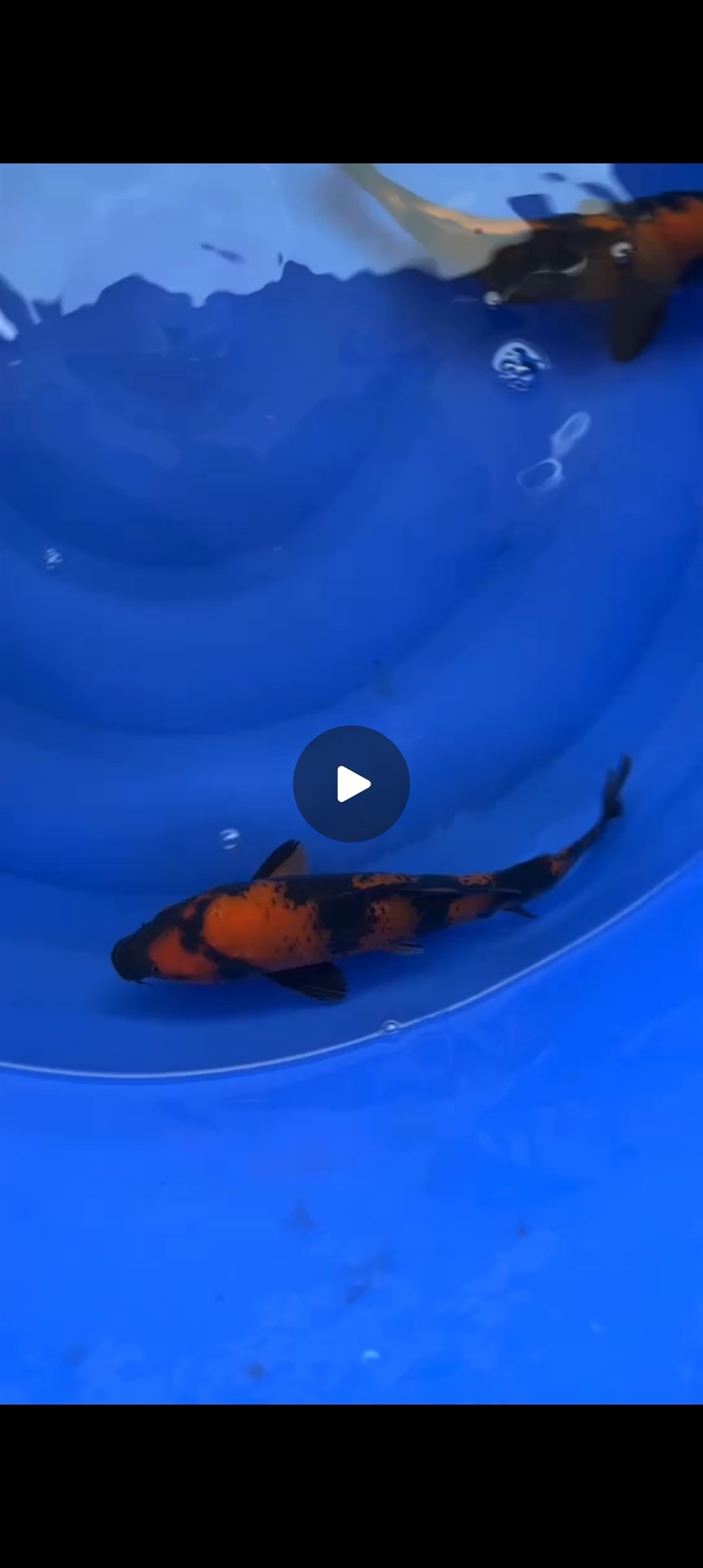 魚場(chǎng)選魚-視頻選魚-發(fā)貨-苦苦等待-到家-過溫-過水-入缸-大鹽-二氯一氣呵成！剩下的就靠你們自己了！