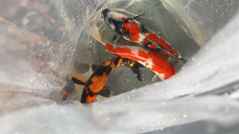 魚場選魚-視頻選魚-發貨-苦苦等待-到家-過溫-過水-入缸-大鹽-二氯一氣呵成！剩下的就靠你們自己了！