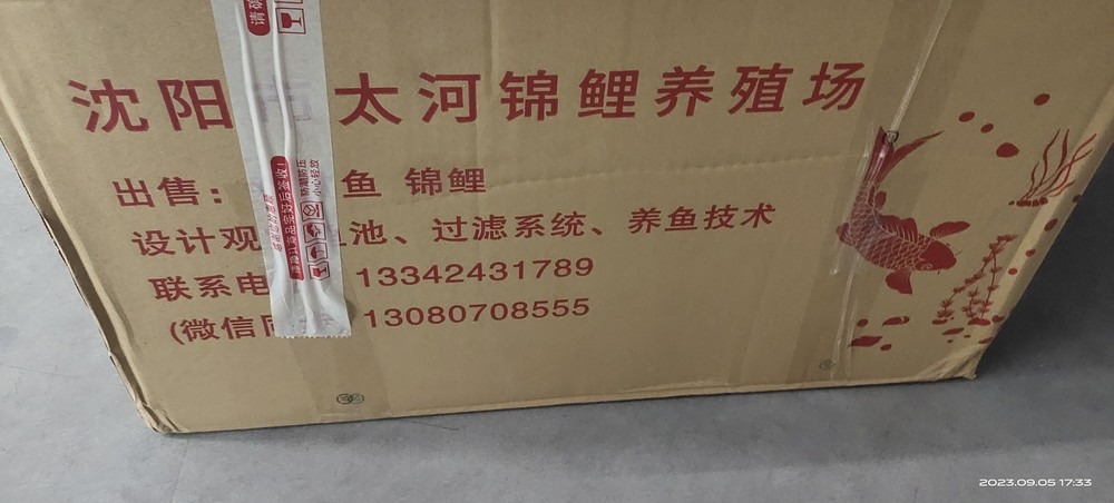 魚場選魚-視頻選魚-發貨-苦苦等待-到家-過溫-過水-入缸-大鹽-二氯一氣呵成！剩下的就靠你們自己了！