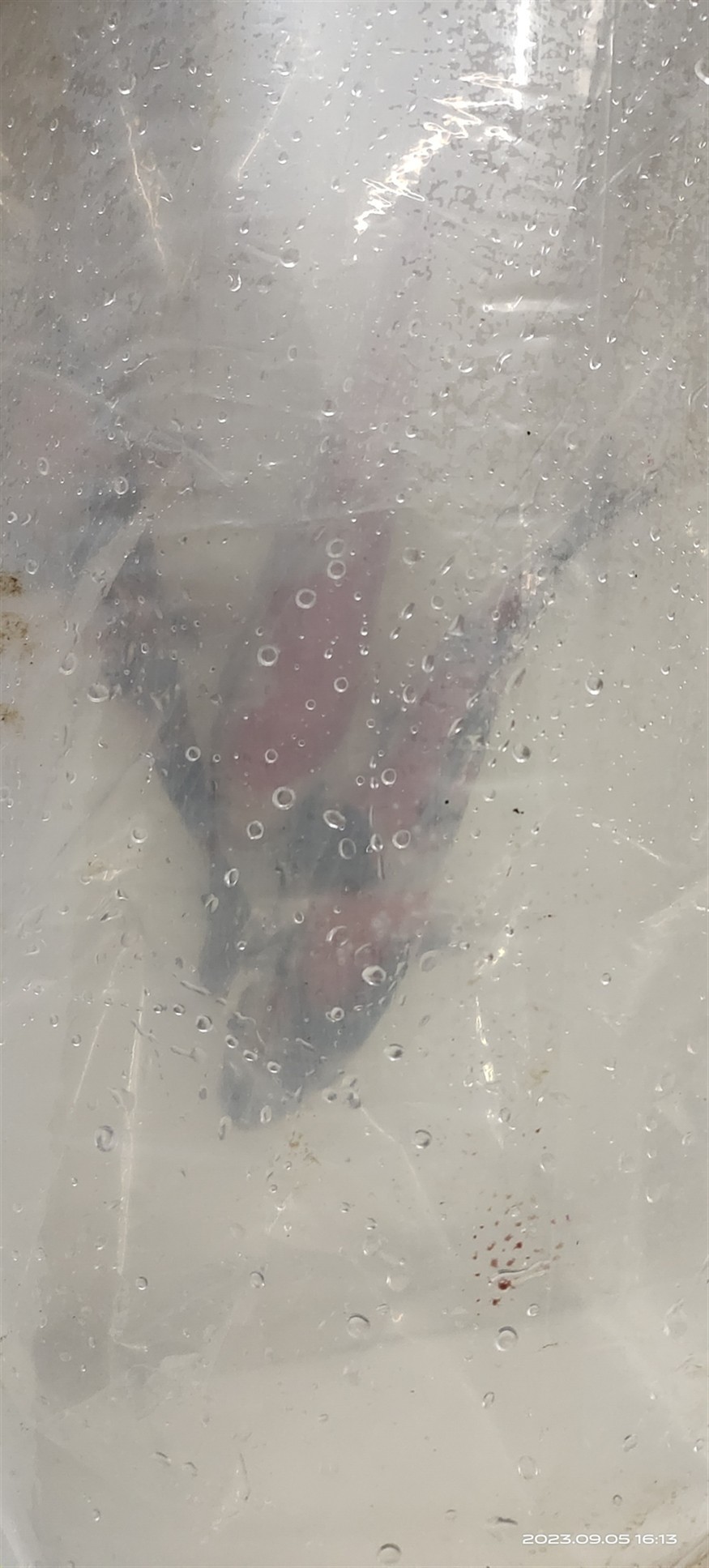 魚場選魚-視頻選魚-發貨-苦苦等待-到家-過溫-過水-入缸-大鹽-二氯一氣呵成！剩下的就靠你們自己了！