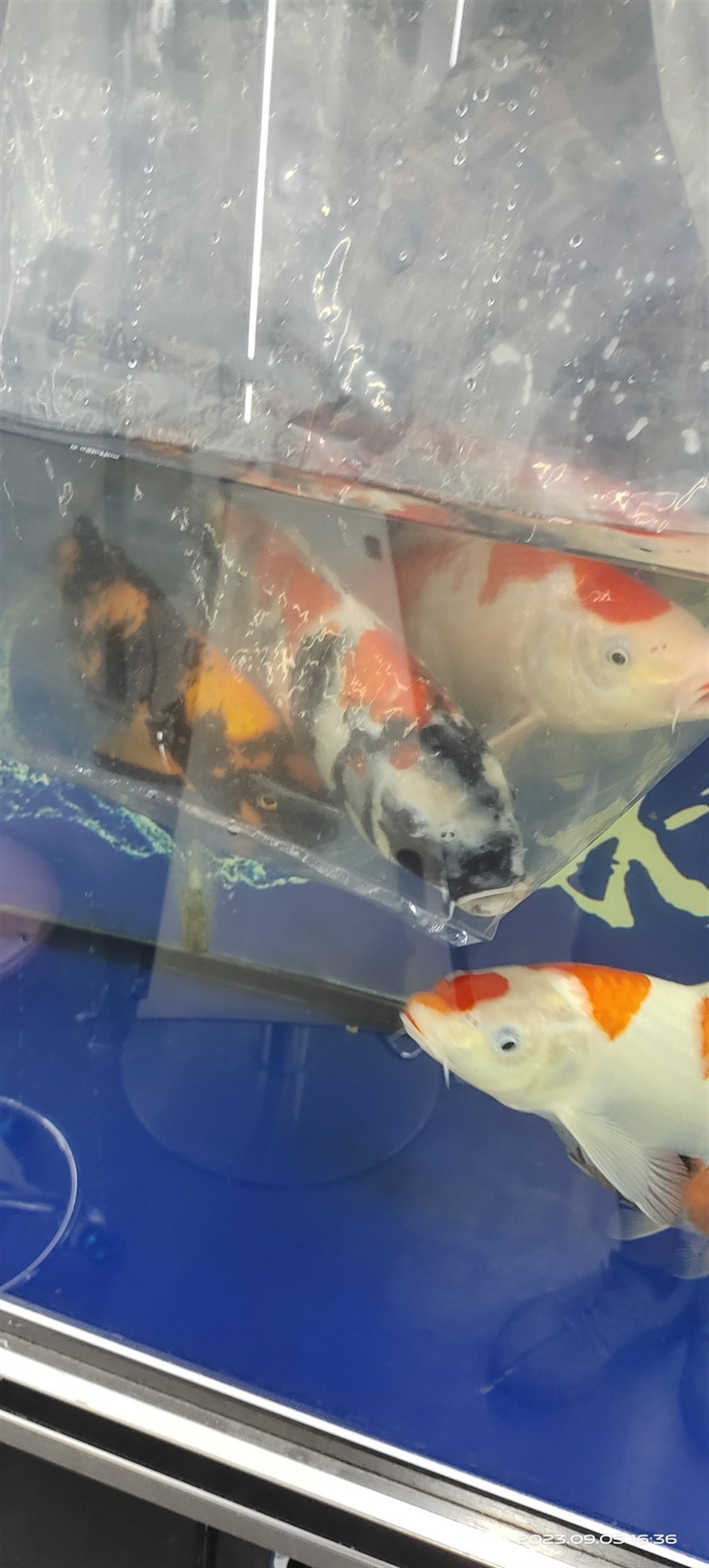 魚場選魚-視頻選魚-發貨-苦苦等待-到家-過溫-過水-入缸-大鹽-二氯一氣呵成！剩下的就靠你們自己了！