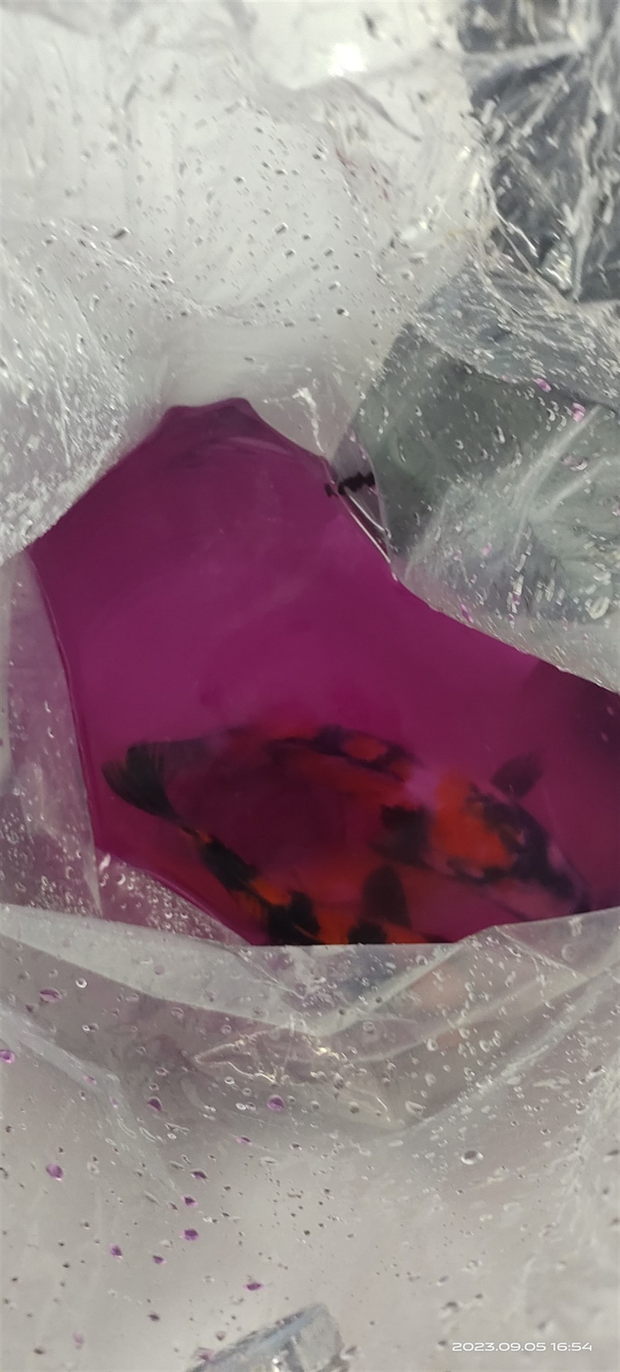 魚場選魚-視頻選魚-發貨-苦苦等待-到家-過溫-過水-入缸-大鹽-二氯一氣呵成！剩下的就靠你們自己了！