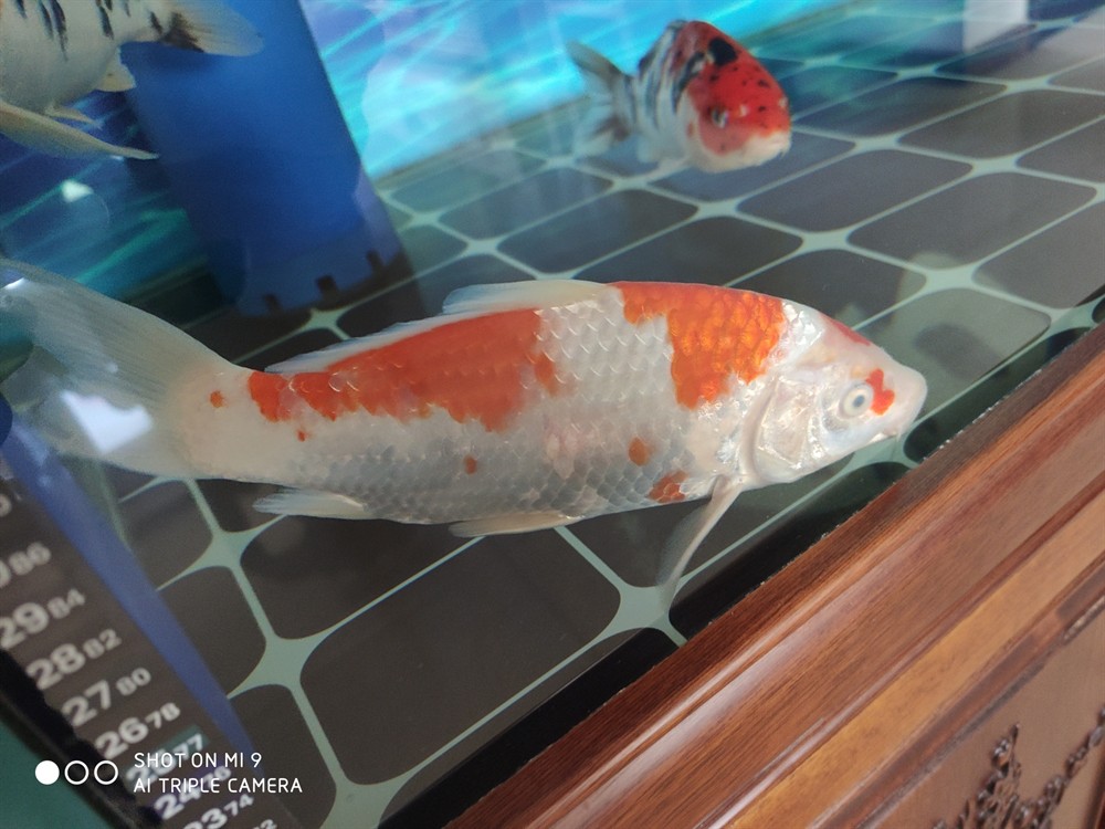各位出點(diǎn)主意 各位出點(diǎn)主意 虎魚百科 第1張
