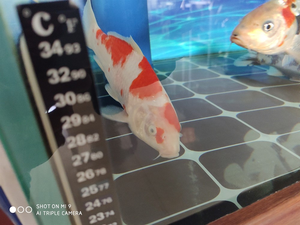 各位出點(diǎn)主意 各位出點(diǎn)主意 虎魚百科 第2張