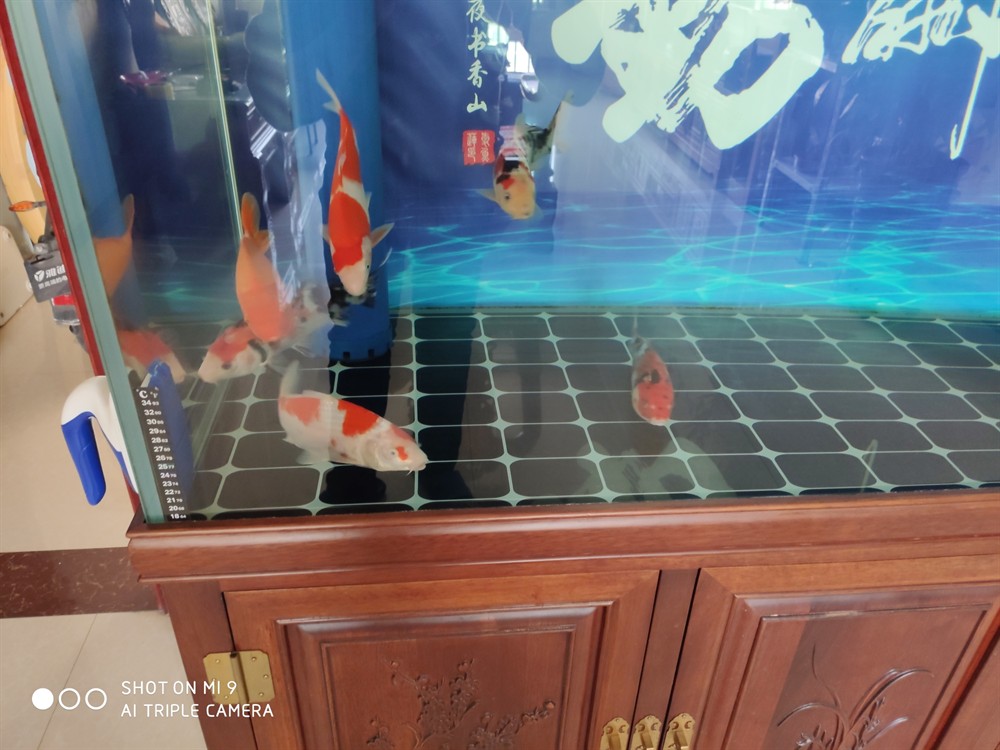 各位出點(diǎn)主意 各位出點(diǎn)主意 虎魚百科 第3張