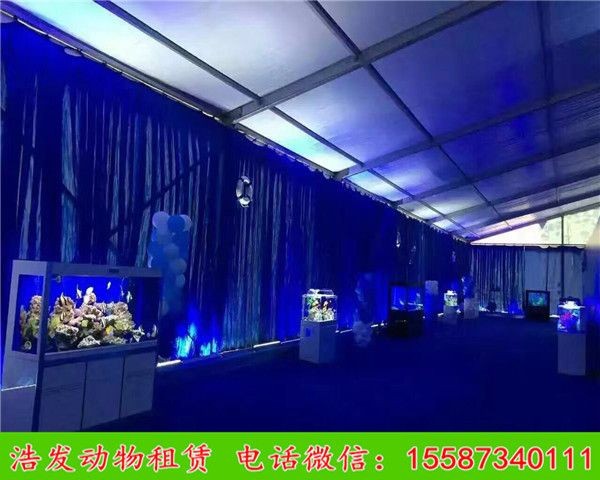 大型海水魚缸設計：大型海水魚缸設計之生態(tài)系統(tǒng) 大型海水魚缸設計：大型海水魚缸設計之生態(tài)系統(tǒng) 魚缸百科 第4張