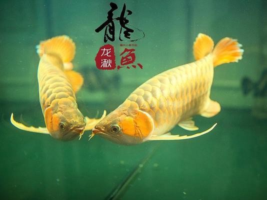 紅龍魚誘色用什么燈好呢（紅龍魚誘色用什么燈好呢視頻）