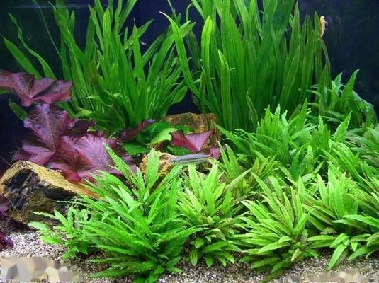 大魚(yú)缸適合放水草嗎：大魚(yú)缸放水草的注意事項(xiàng)養(yǎng)水草的注意事項(xiàng)養(yǎng)水草的注意事項(xiàng)