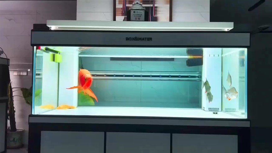 紅龍 紅龍 龍魚論壇