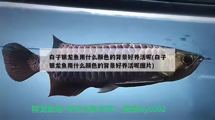 白子銀龍魚用什么顏色的背景好養活呢(白子銀龍魚用什么顏色的背景好養活呢圖片)