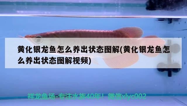 黃化銀龍魚怎么養出狀態圖解(黃化銀龍魚怎么養出狀態圖解視頻)