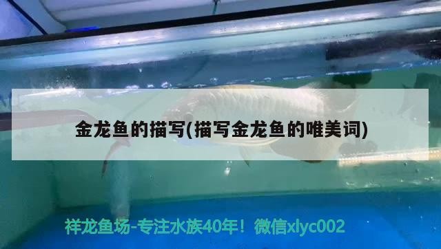 虎魚和什么魚能混養，虎魚能和什么魚混養的魚一起混養，虎和什么魚能混養？