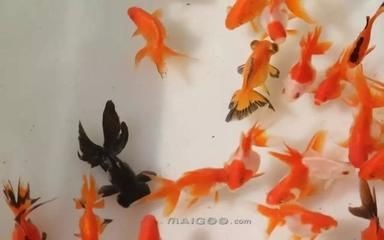 1.2米魚缸養什么冷水魚：1.2米的魚缸養什么冷水魚