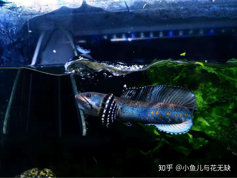 1.2米魚缸養什么冷水魚：1.2米的魚缸養什么冷水魚