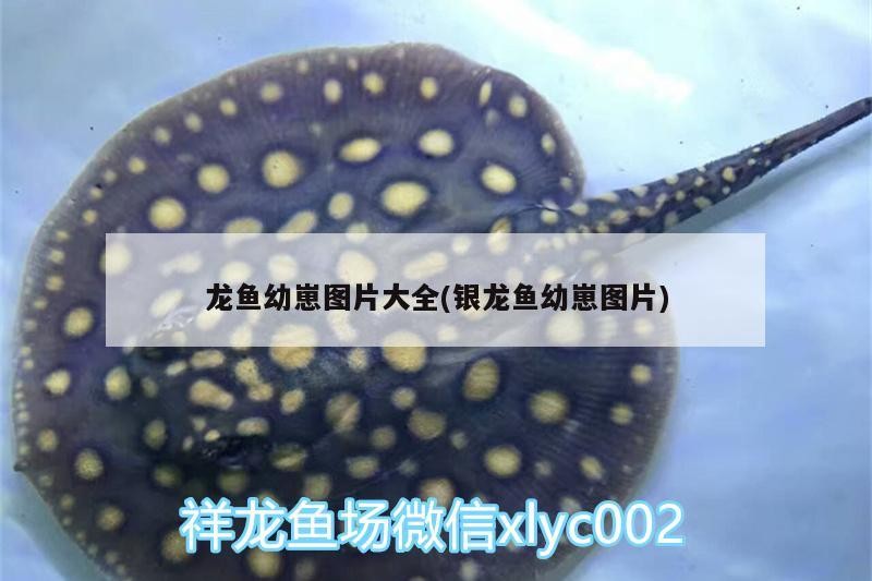 龍魚幼崽圖片大全(銀龍魚幼崽圖片)