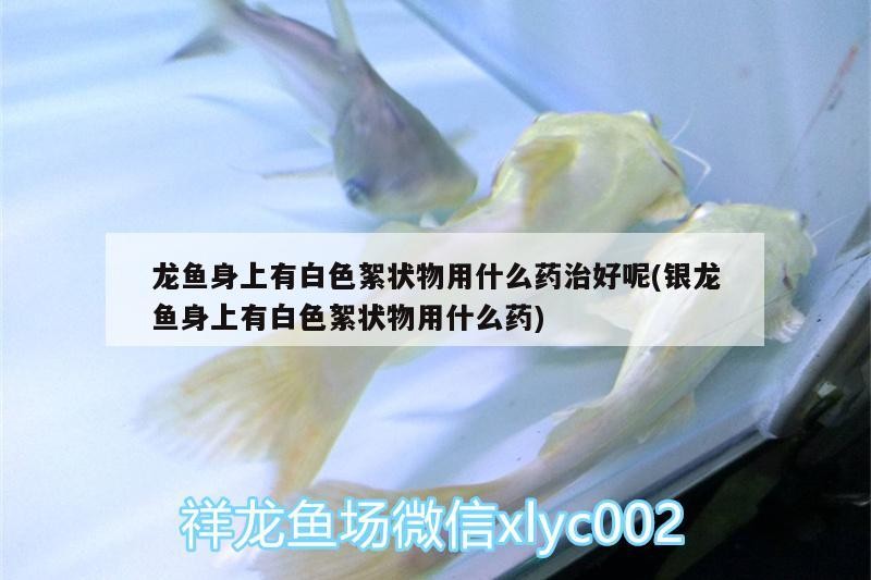 龍魚身上有白色絮狀物用什么藥治好呢(銀龍魚身上有白色絮狀物用什么藥)