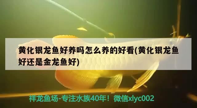 黃化銀龍魚好養嗎怎么養的好看(黃化銀龍魚好還是金龍魚好)