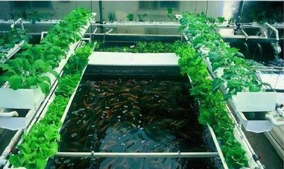 大桶水做魚缸好不好用：如何合理使用桶裝水養魚？