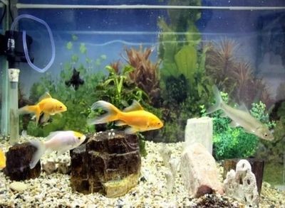 不用的魚缸怎么辦：\"不用的魚缸怎么辦\"不用的魚缸怎么處理