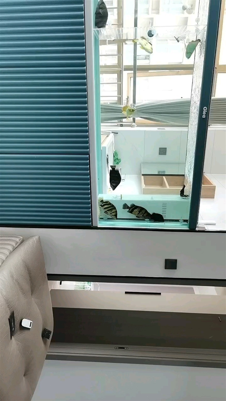虎魚蹭缸怎么破