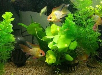 紅龍魚養護費用概覽，紅龍魚養護費用概覽紅龍魚養護費用概覽紅龍魚養護費用概覽 紅龍魚養護費用概覽，紅龍魚養護費用概覽紅龍魚養護費用概覽紅龍魚養護費用概覽 龍魚百科 第1張