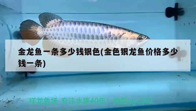 金龍魚一條多少錢銀色(金色銀龍魚價格多少錢一條) 銀龍魚百科 第1張 金龍魚一條多少錢銀色(金色銀龍魚價格多少錢一條) 金龍魚一條多少錢銀色(金色銀龍魚價格多少錢一條) 銀龍魚百科 第1張