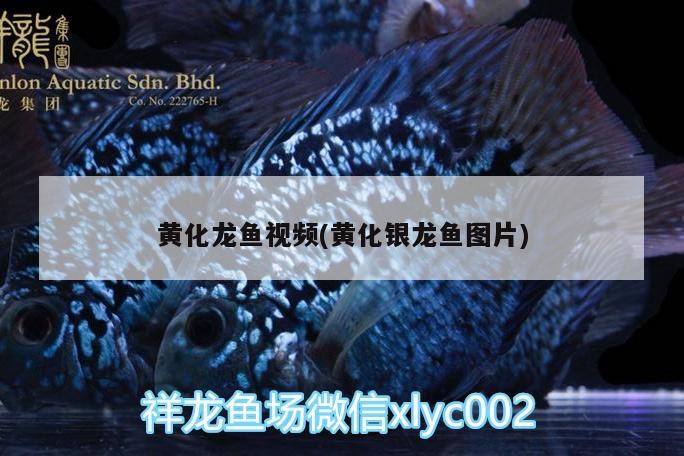 黃化龍魚視頻(黃化銀龍魚圖片)
