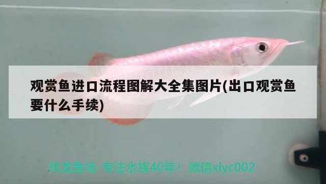 龍魚的虎斑是什么品種的：龍魚 虎魚