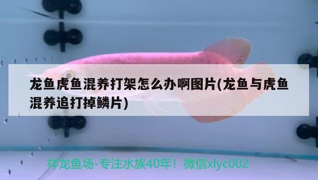 龍魚虎魚混養打架怎么辦啊圖片(龍魚與虎魚混養追打掉鱗片)