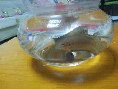 大魚缸適合養(yǎng)什么小魚：什么樣的魚適合養(yǎng)在大魚缸中？