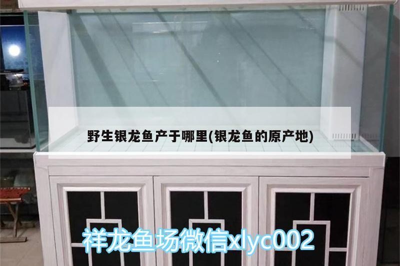 野生銀龍魚產于哪里(銀龍魚的原產地)
