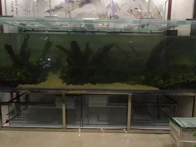 養龍魚水位高度多少合適 養龍魚水位高度多少合適 龍魚百科 第3張