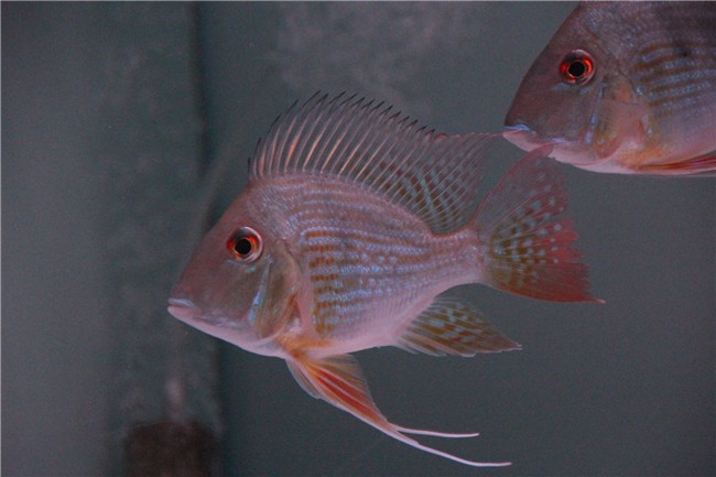 長沙市開福區(qū)飛魚水族世界（長沙飛魚游泳館）
