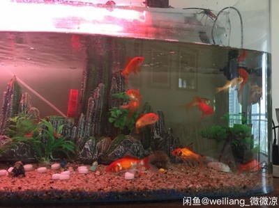 lianglai是什么魚缸品牌 lianglai是什么魚缸品牌 魚缸百科 第3張