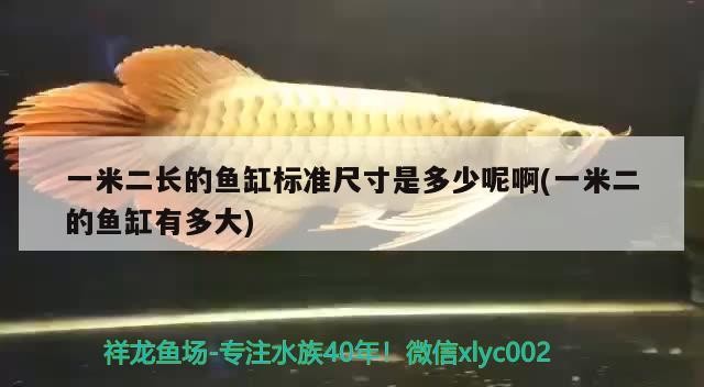 一米二長的魚缸標準尺寸是多少呢啊(一米二的魚缸有多大)