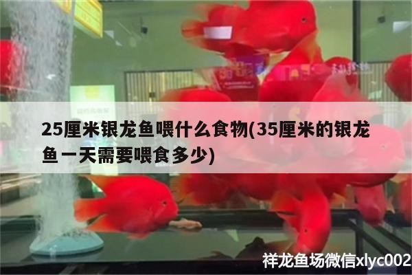 25厘米銀龍魚喂什么食物(35厘米的銀龍魚一天需要喂食多少) 25厘米銀龍魚喂什么食物(35厘米的銀龍魚一天需要喂食多少) 銀龍魚百科 第2張