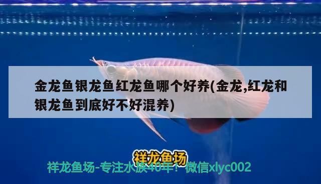 金龍魚銀龍魚紅龍魚哪個好養(金龍,紅龍和銀龍魚到底好不好混養)