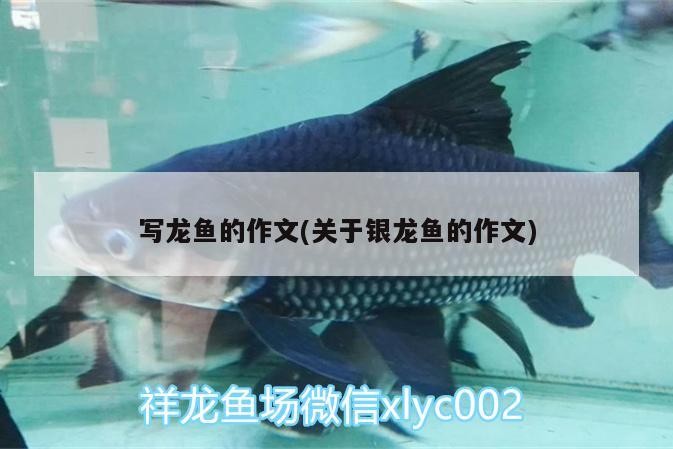 寫龍魚的作文(關于銀龍魚的作文)