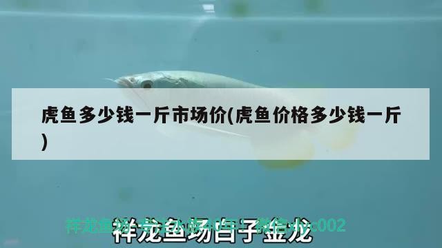 虎魚(yú)多少錢(qián)一斤市場(chǎng)價(jià)(虎魚(yú)價(jià)格多少錢(qián)一斤)