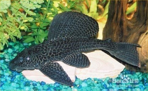 大魚缸怎么清理魚糞便的：如何清理大魚缸中的糞便？ 大魚缸怎么清理魚糞便的：如何清理大魚缸中的糞便？ 魚缸百科 第3張