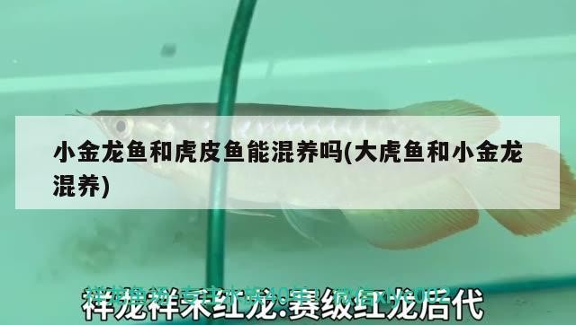 小金龍魚和虎皮魚能混養嗎(大虎魚和小金龍混養)