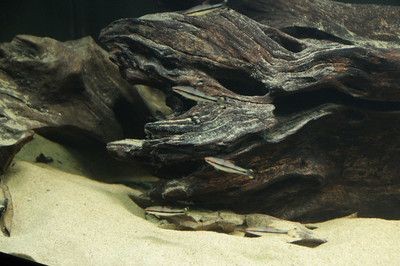 大型原生態魚缸：大型原生態魚缸制作與設計大型原生態魚缸的制作與設計