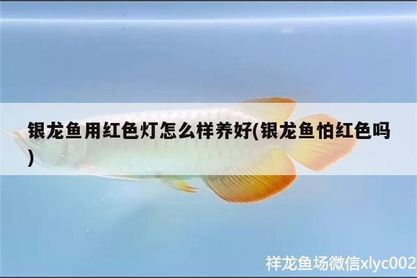 銀龍魚用紅色燈怎么樣養好(銀龍魚怕紅色嗎) 銀龍魚用紅色燈怎么樣養好(銀龍魚怕紅色嗎) 銀龍魚百科
